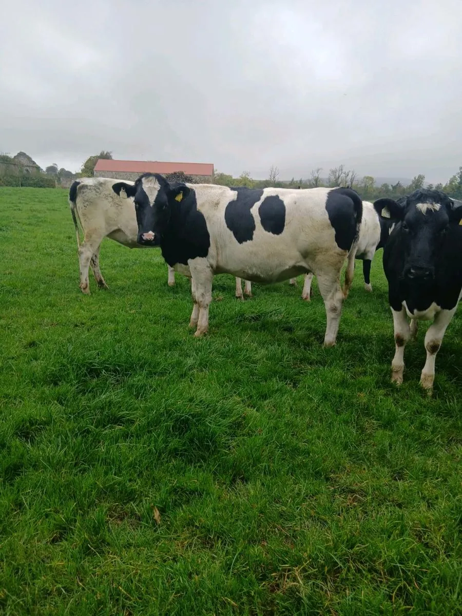British freisan heifers - Image 1