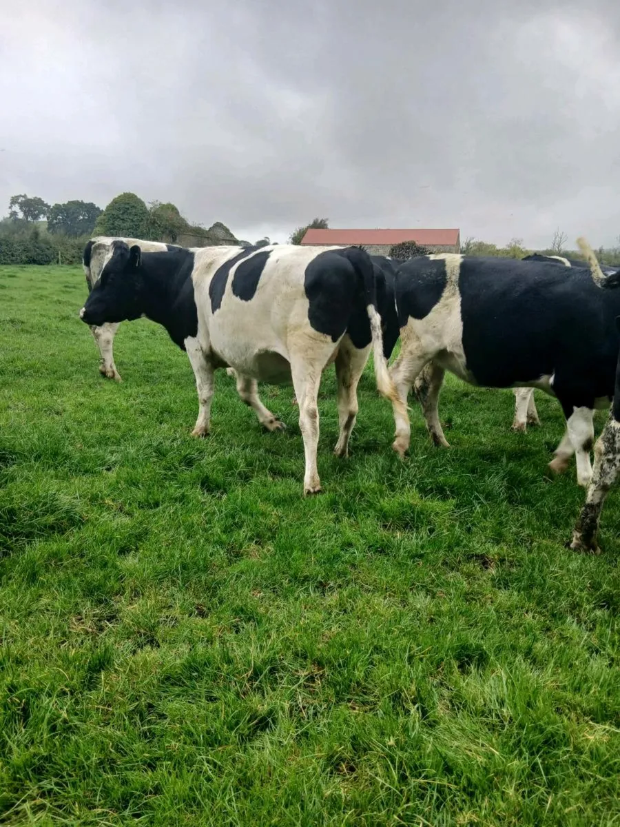 British freisan heifers - Image 2
