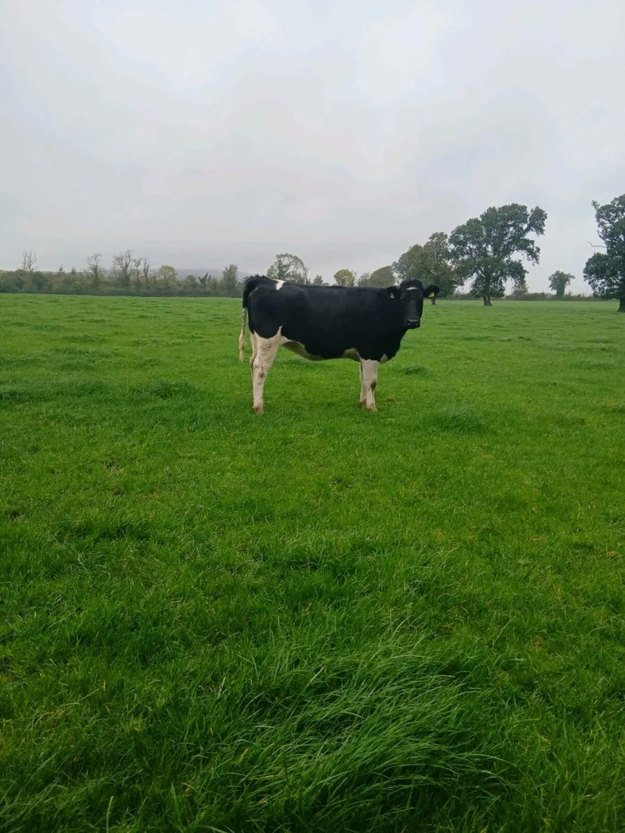 British freisan heifers - Image 3