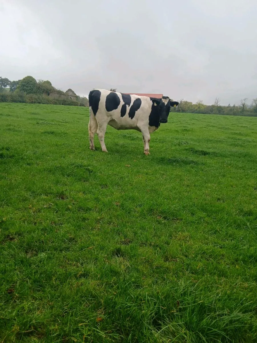 British freisan heifers - Image 4