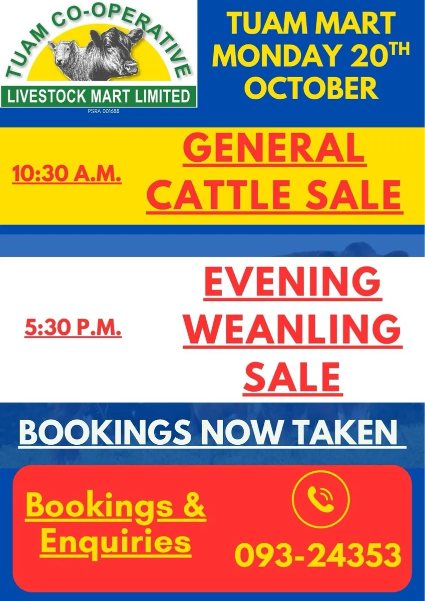 EVENING WEANLING SALE 20th OCT - Image 4