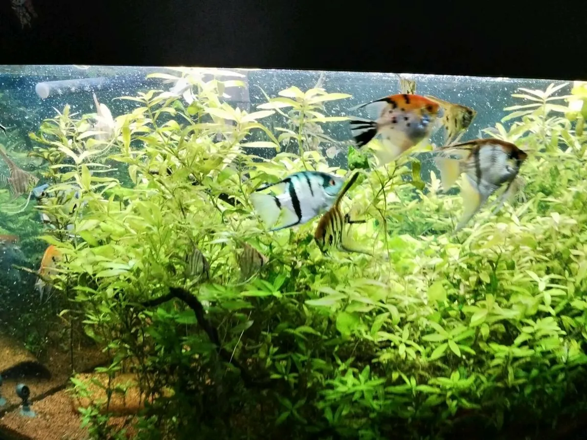 Fish tanks, fish and neo shrimp - Image 2