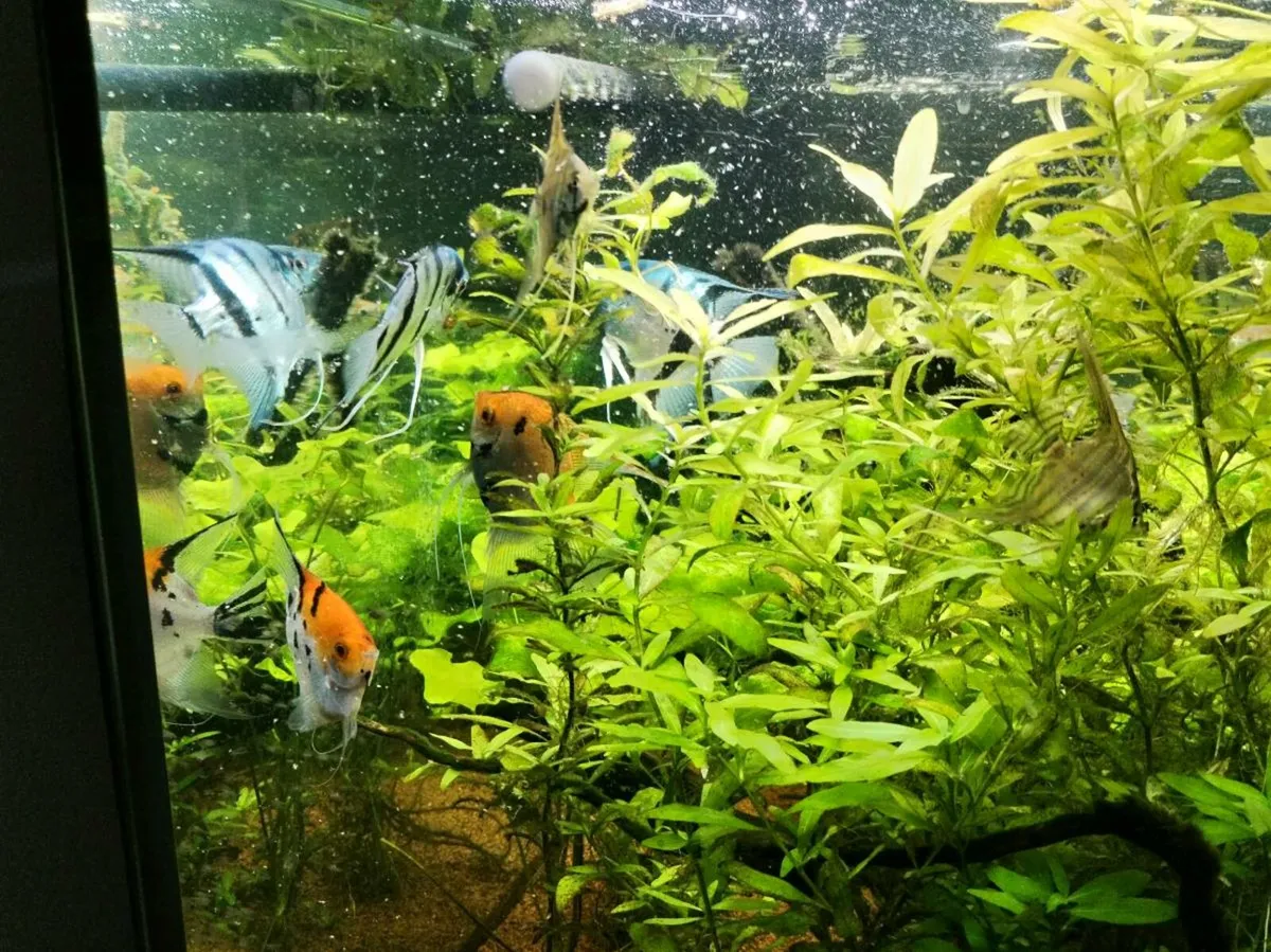Fish tanks, fish and neo shrimp - Image 3