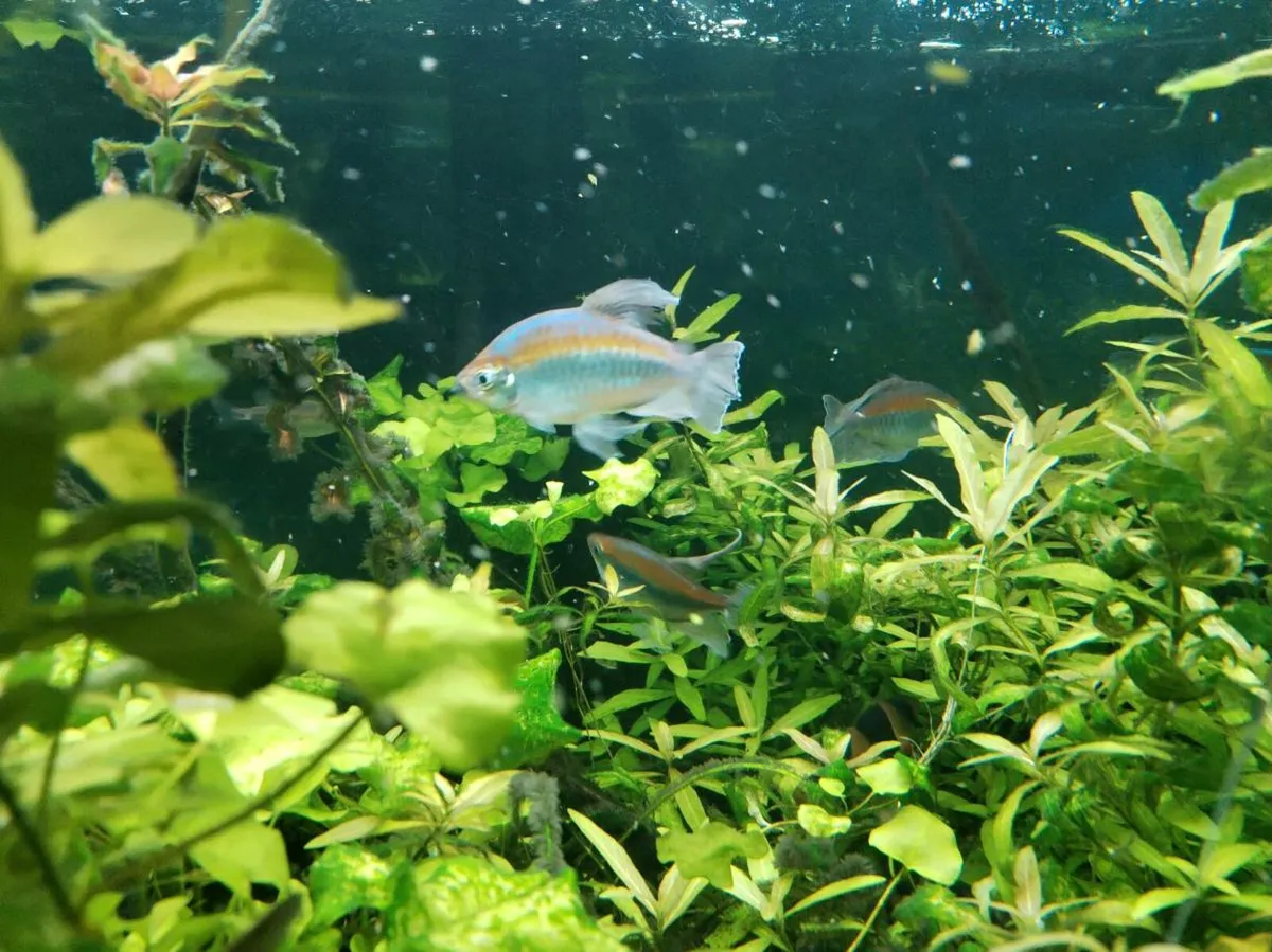 Fish tanks, fish and neo shrimp - Image 4