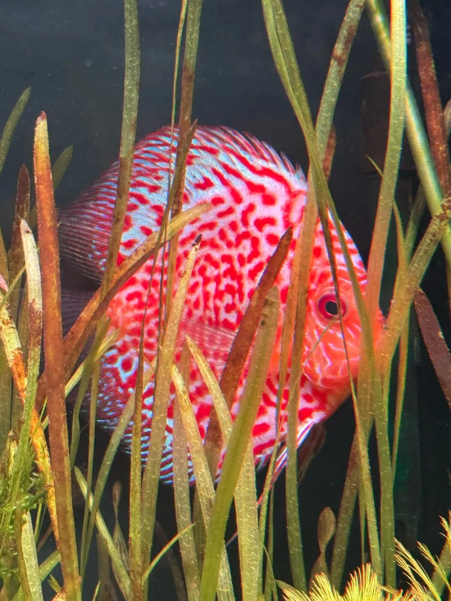 Discus - Image 1