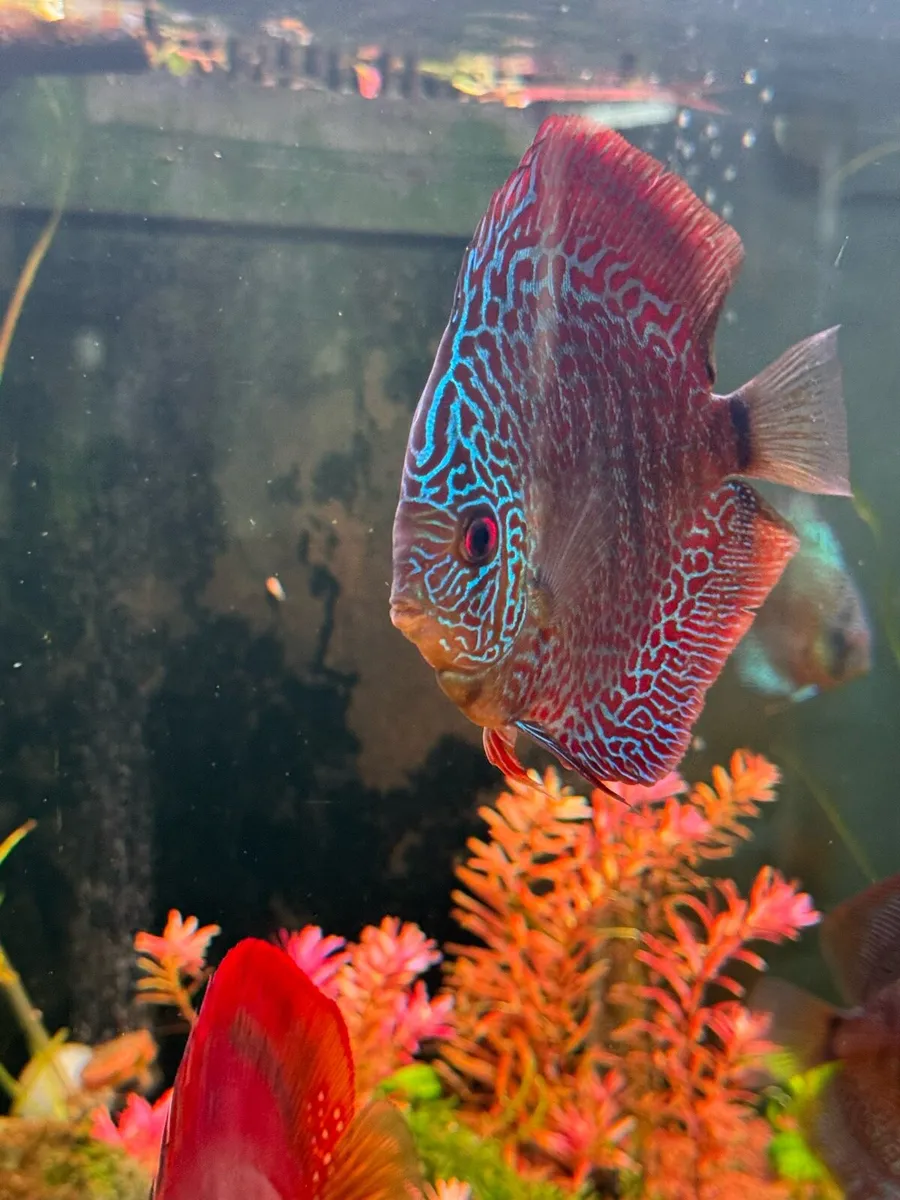 Discus - Image 4