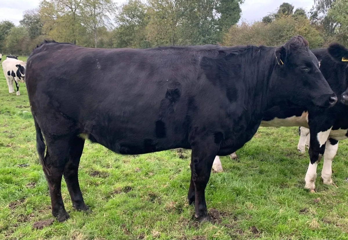 Wagyu heifers 2 and 1/2 years old - Image 3