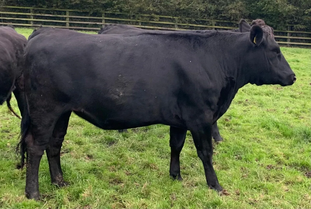 Wagyu heifers 2 and 1/2 years old - Image 4
