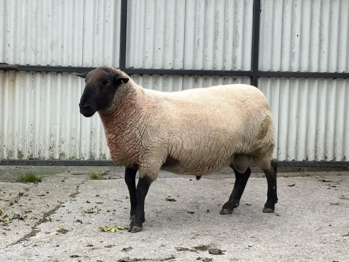 PB New Zealand Suffolk Ram. - Image 1