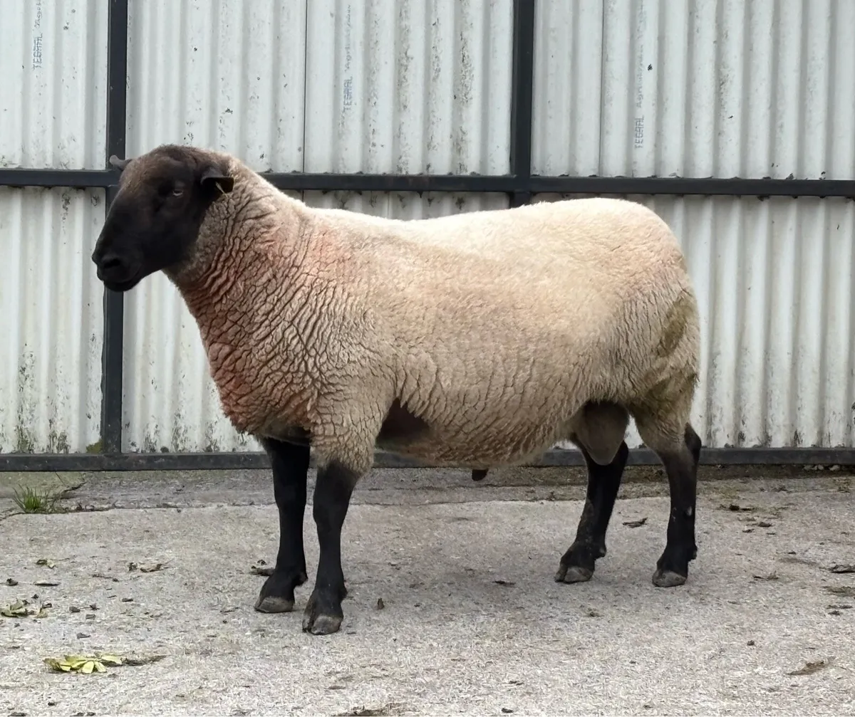 PB New Zealand Suffolk Ram. - Image 2