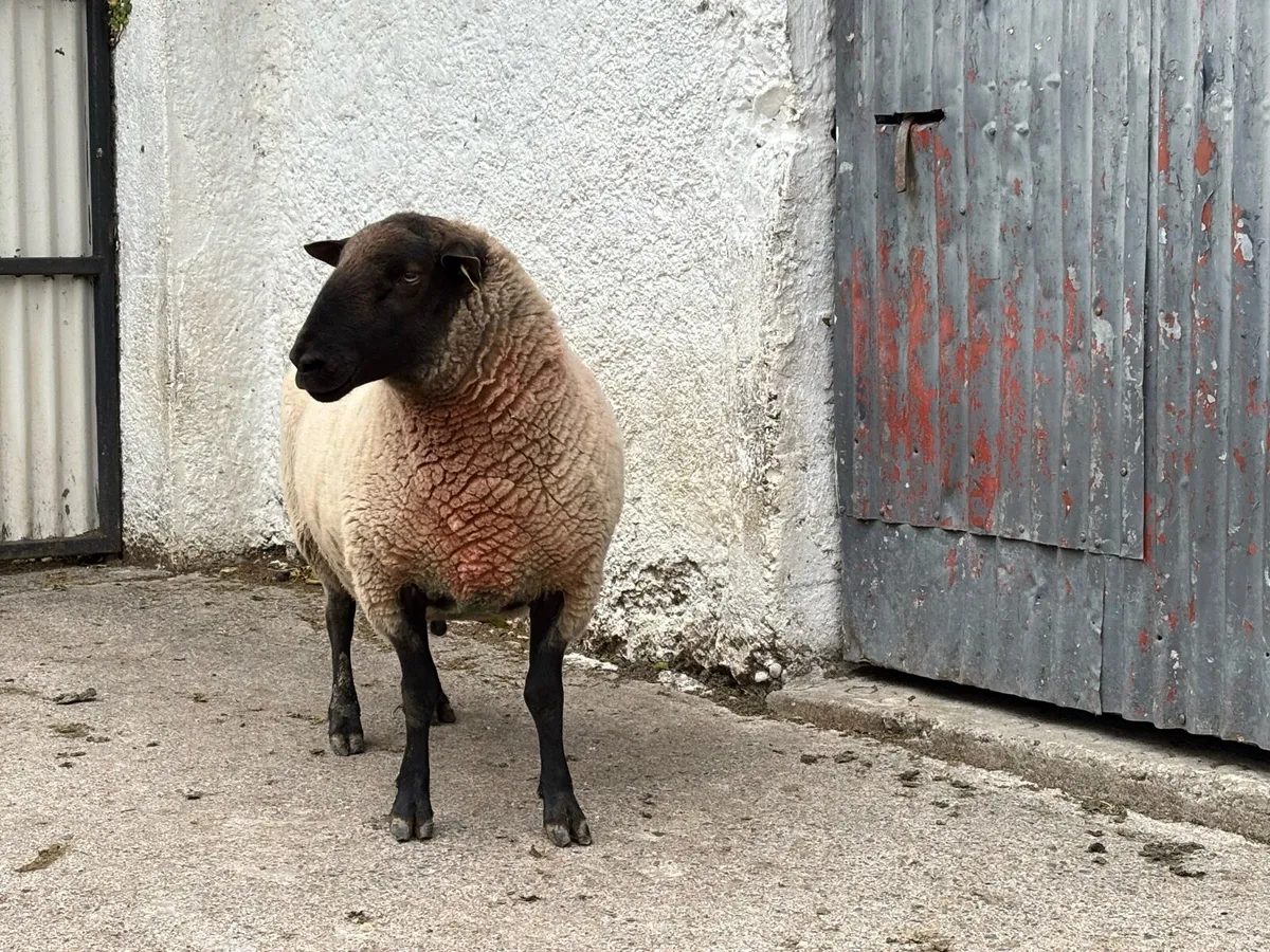 PB New Zealand Suffolk Ram. - Image 3