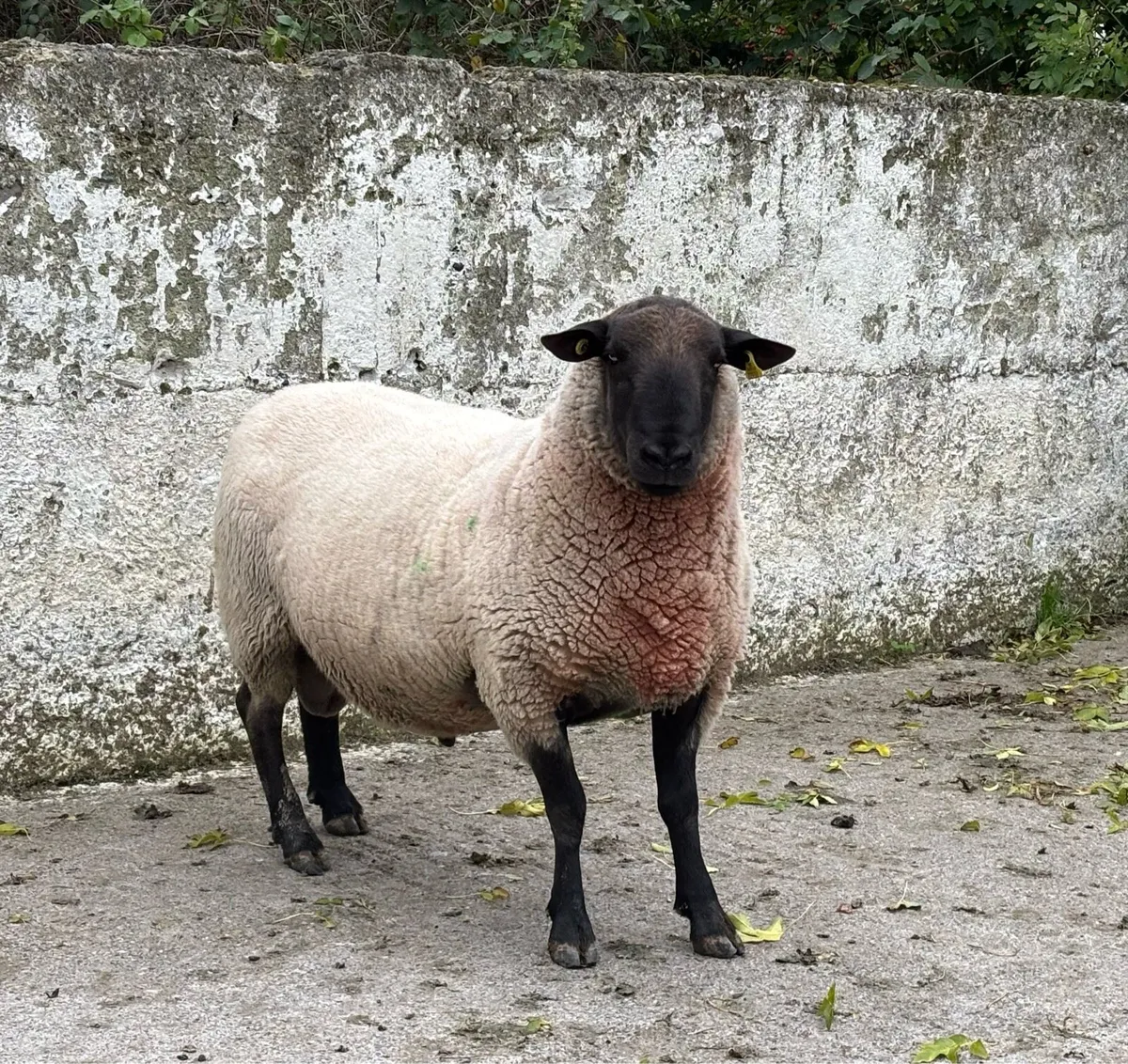PB New Zealand Suffolk Ram. - Image 4