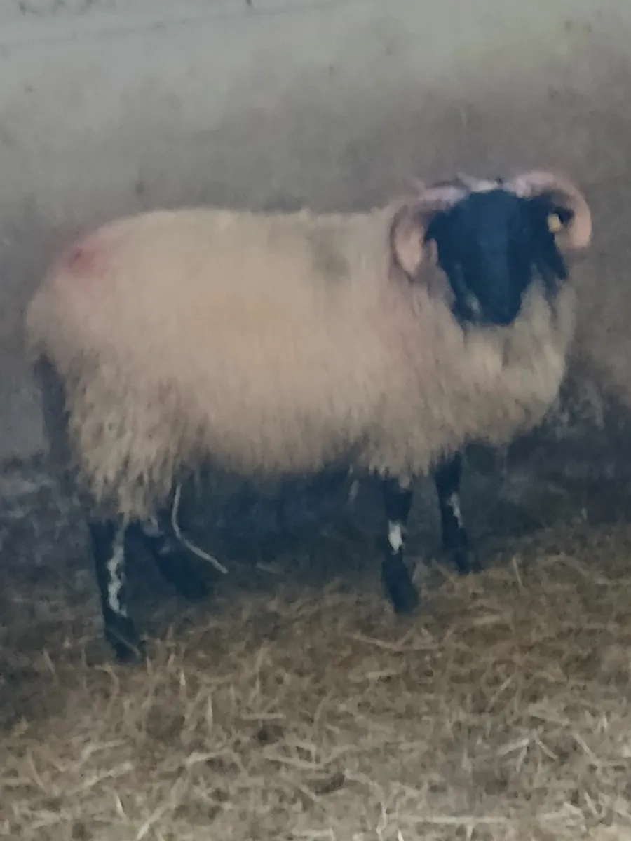 Ram lambs sis approved. - Image 4