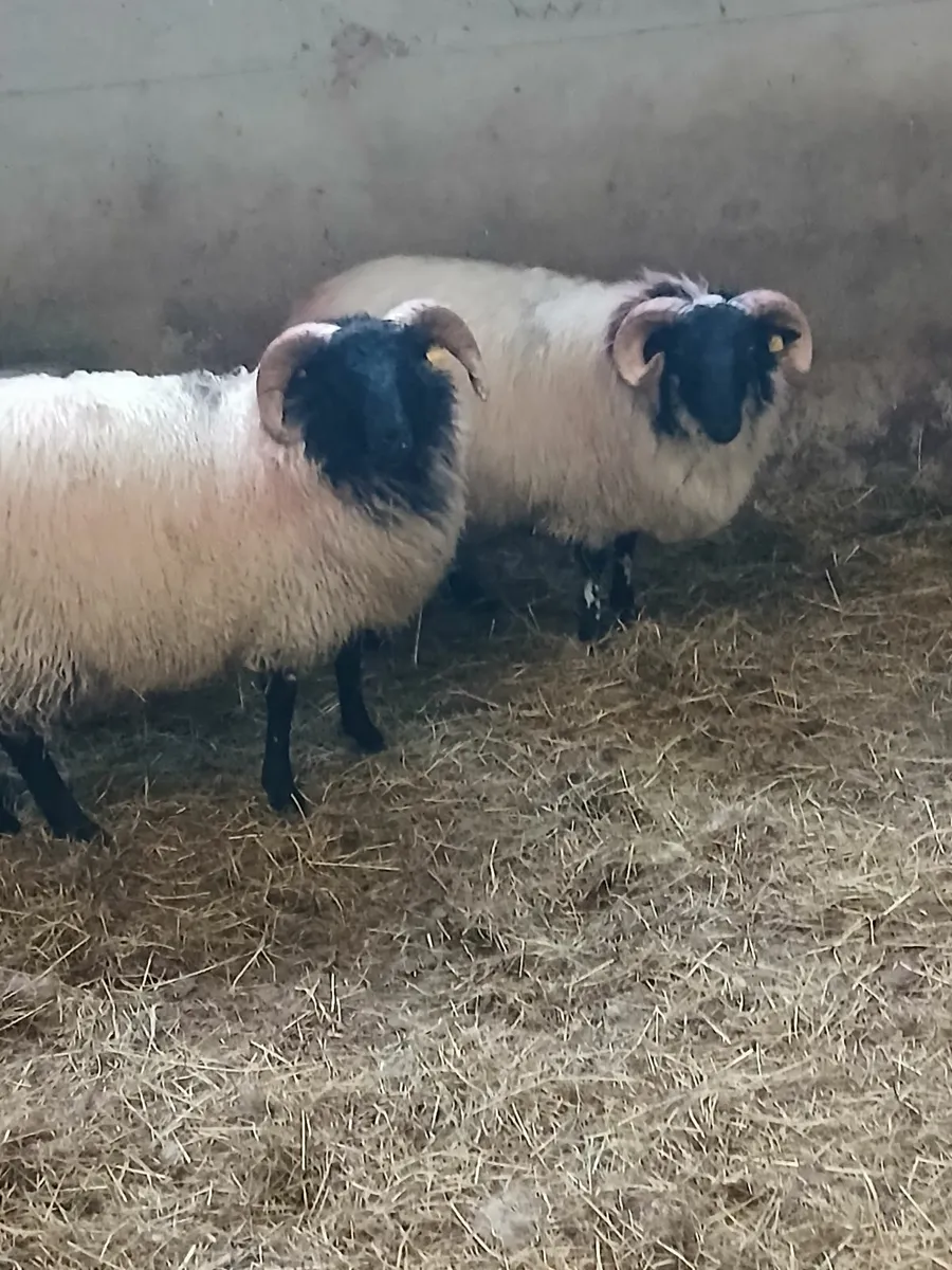 Ram lambs sis approved. - Image 1