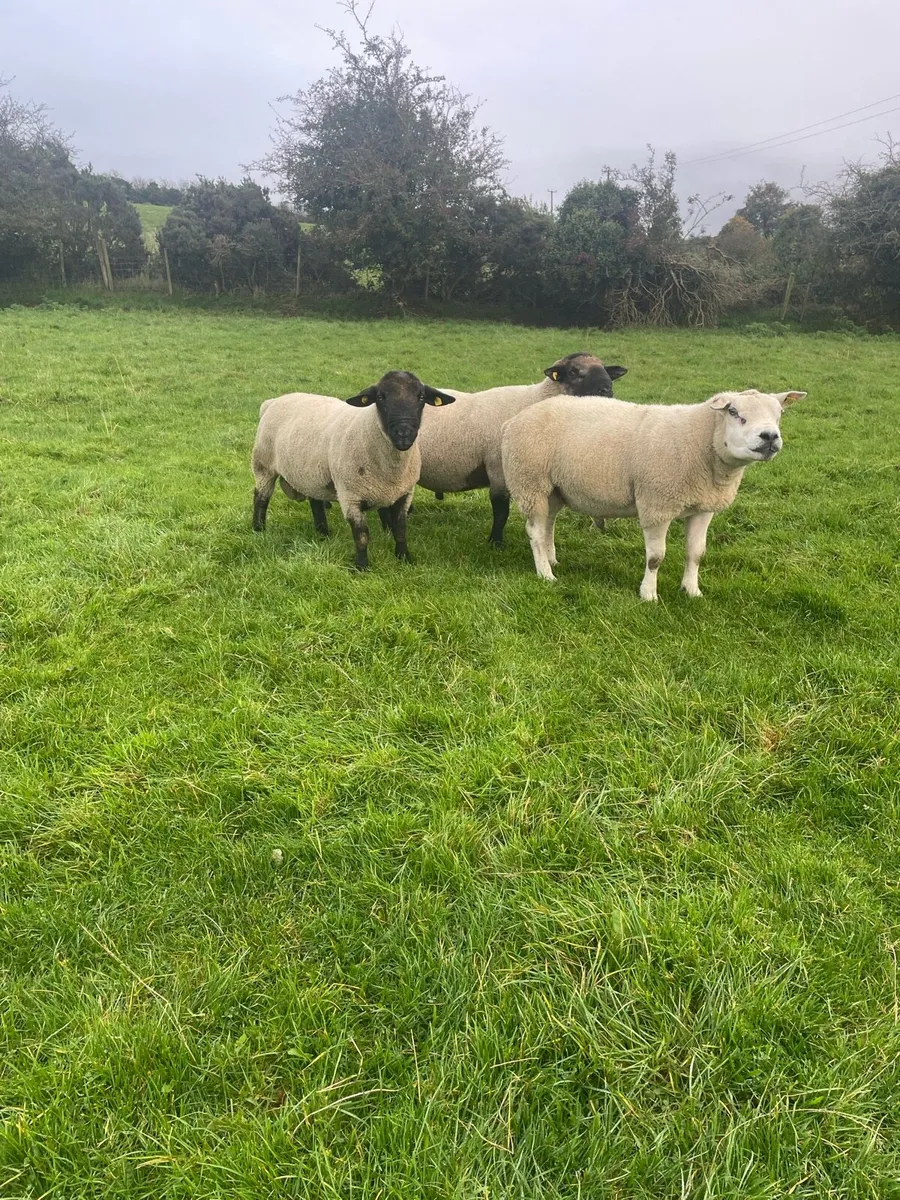 Carnaross mart ram sale - Image 1