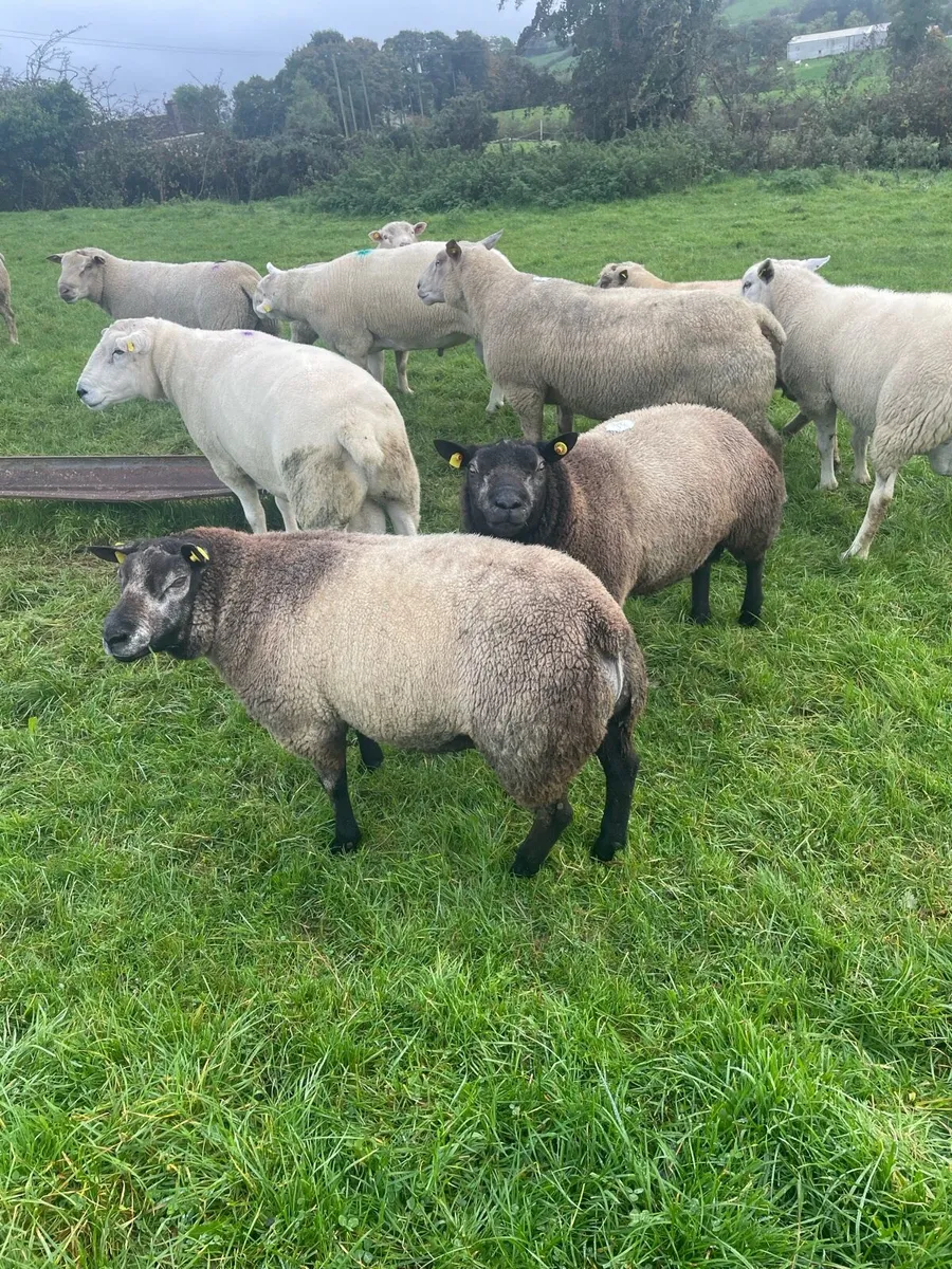 Carnaross mart ram sale - Image 2