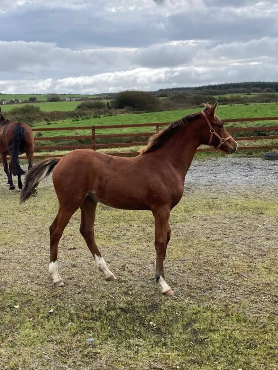Vivant Filly - Image 1