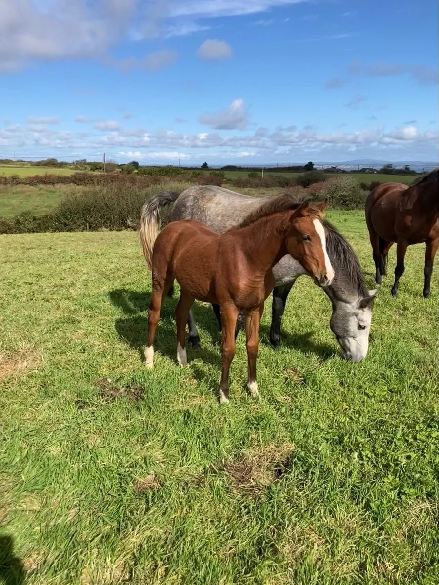 Vivant Filly - Image 2