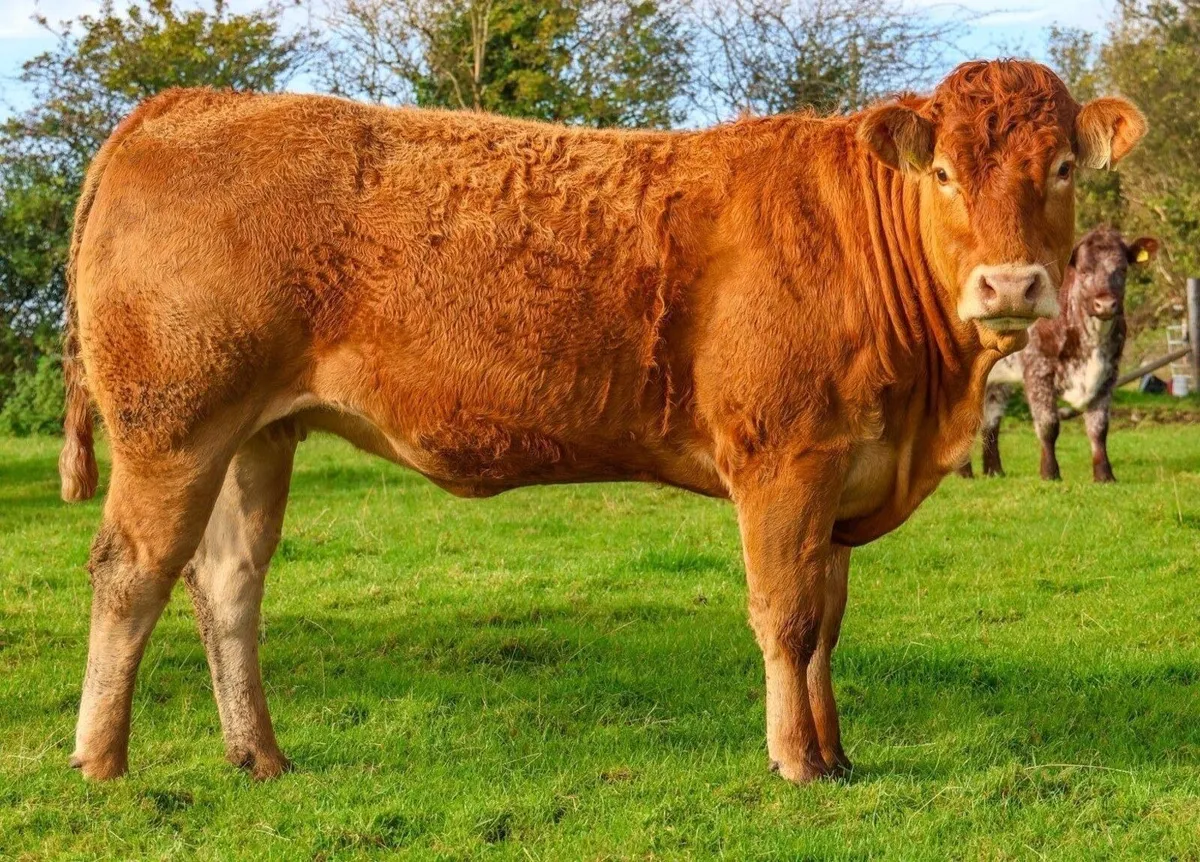 Incalf heifers - Image 1