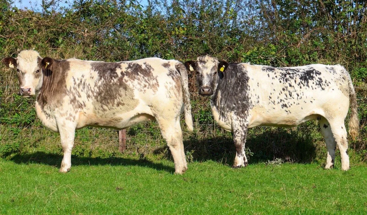 Incalf heifers - Image 2
