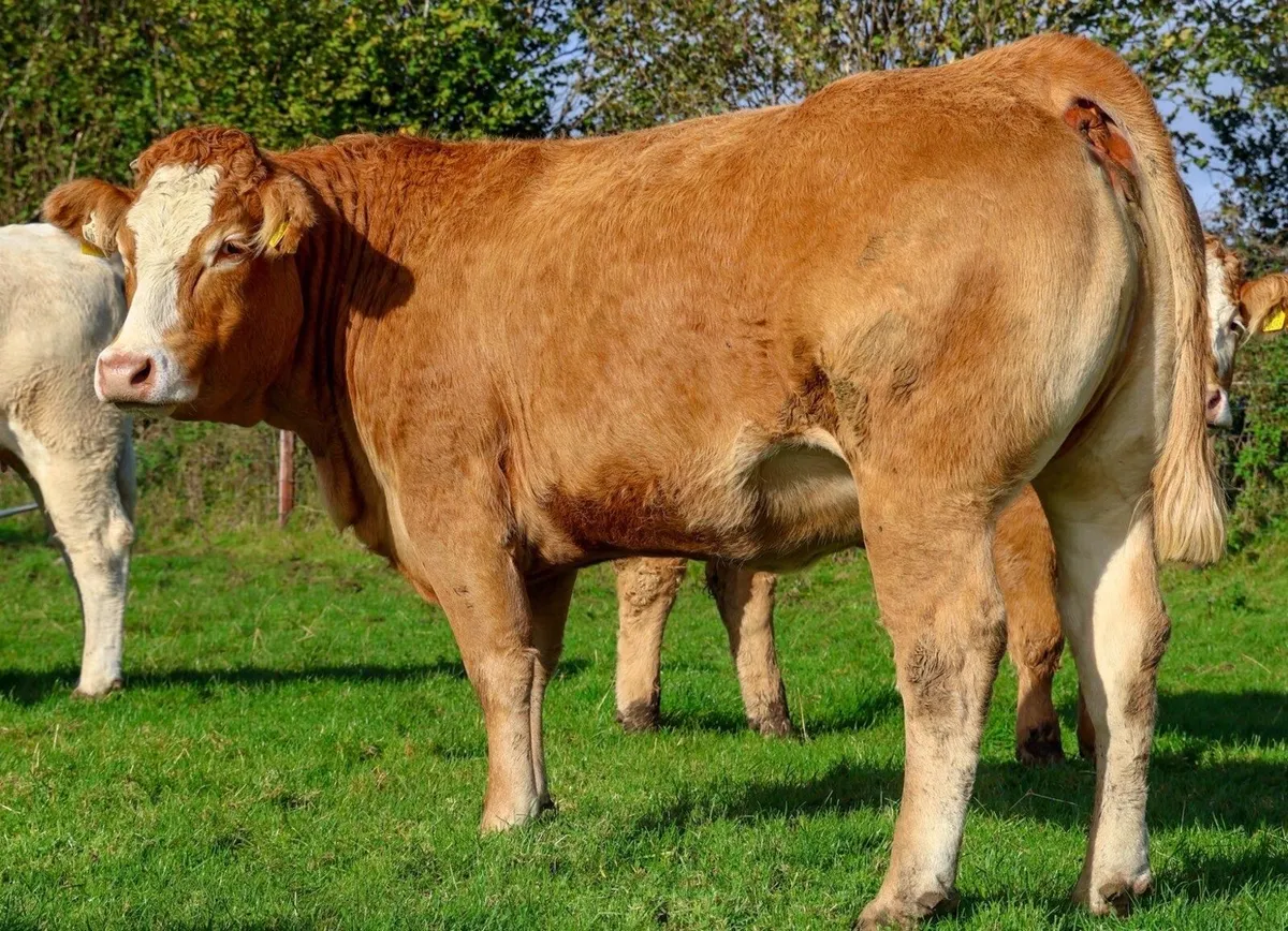Incalf heifers - Image 3