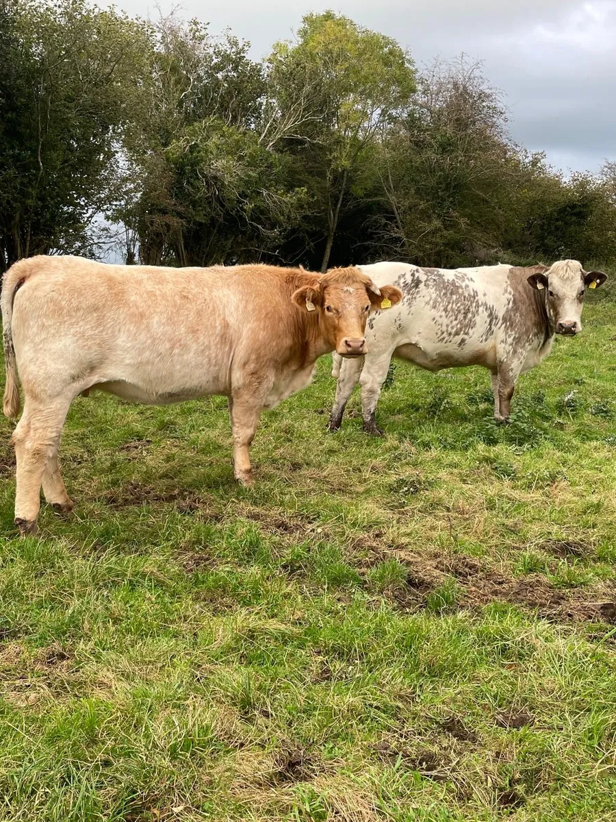 Incalf heifers - Image 4