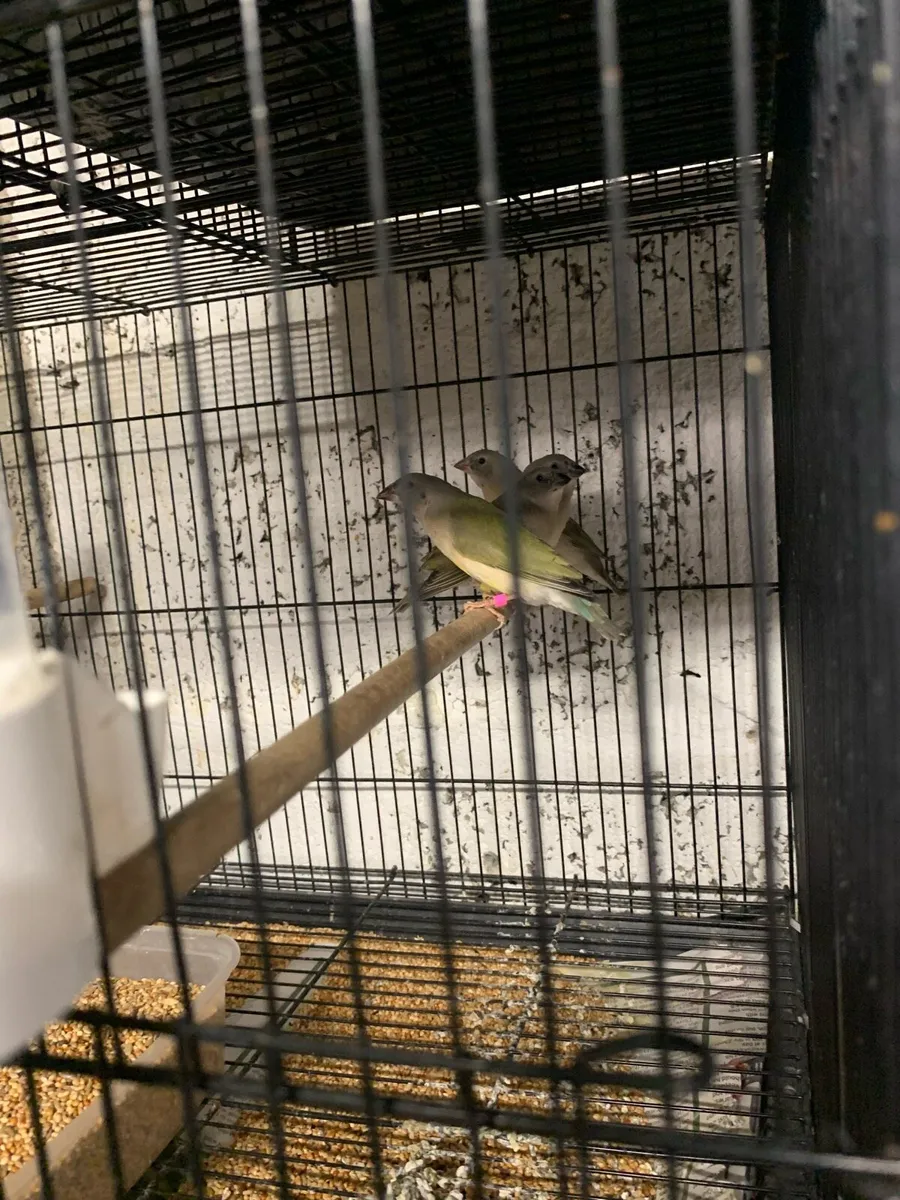 Foreign finches - Image 1
