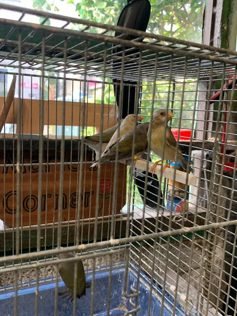 Foreign finches - Image 4