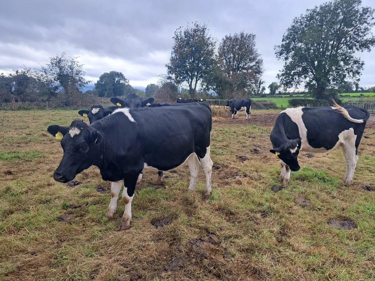 In calf British friesian heifers - Image 2