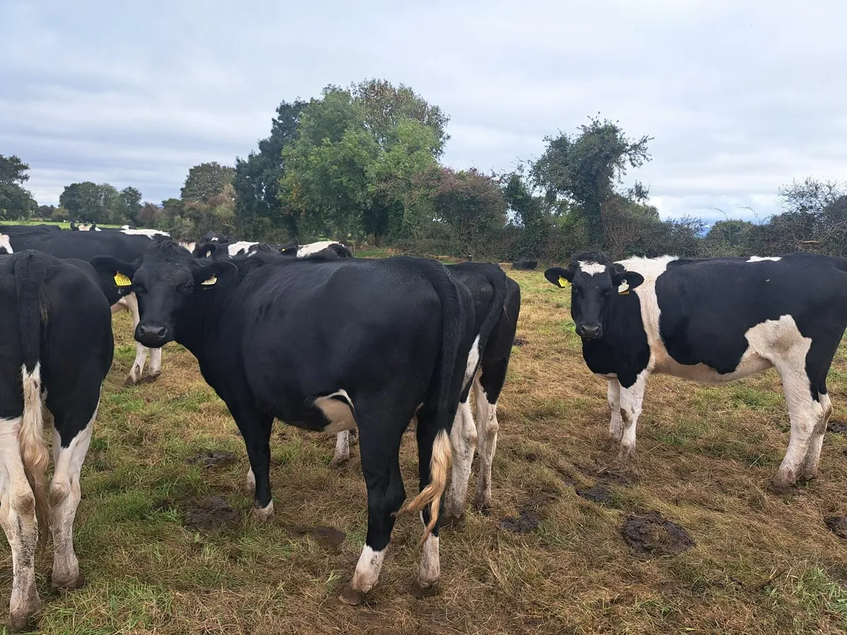 In calf British friesian heifers - Image 3
