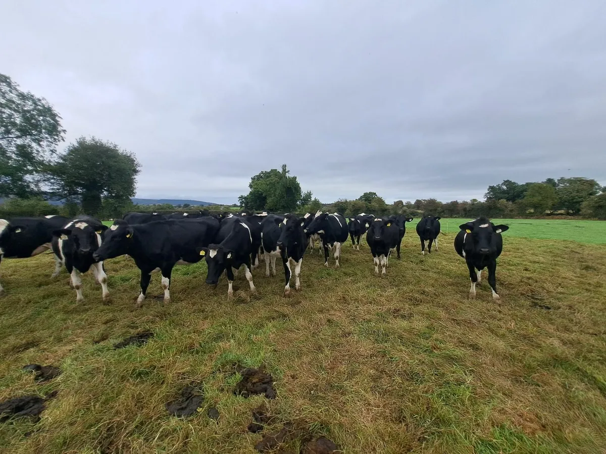 In calf British friesian heifers - Image 4