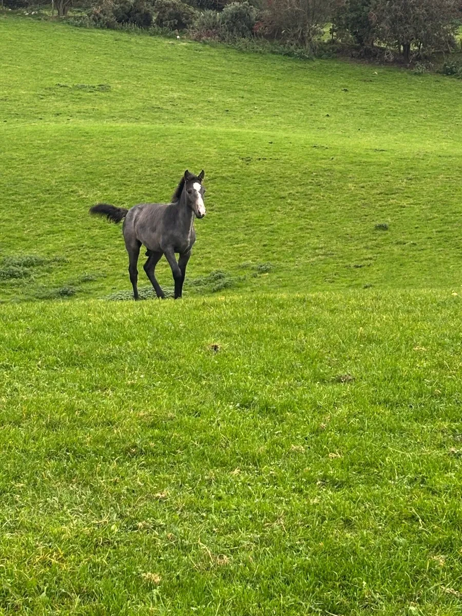 Connemara Colt Foal - Image 2