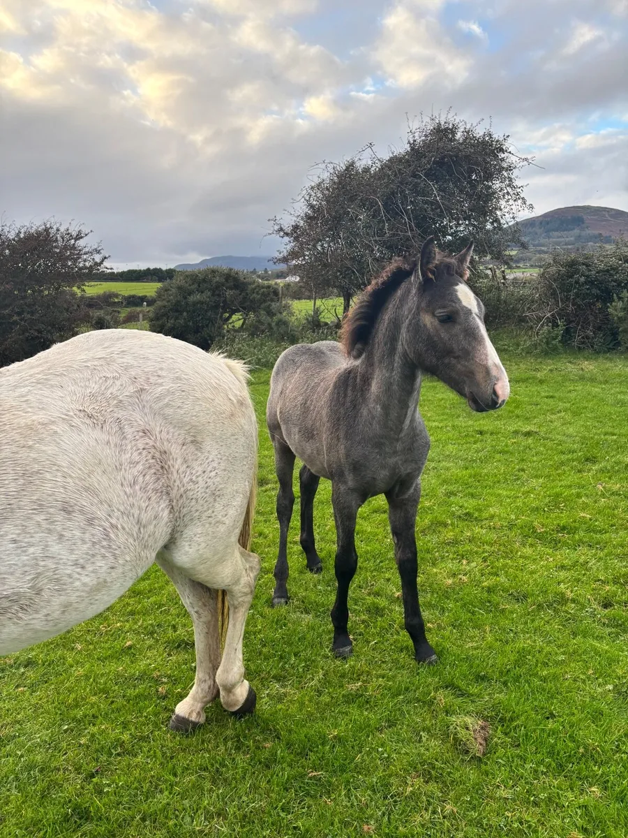 Connemara Colt Foal - Image 3