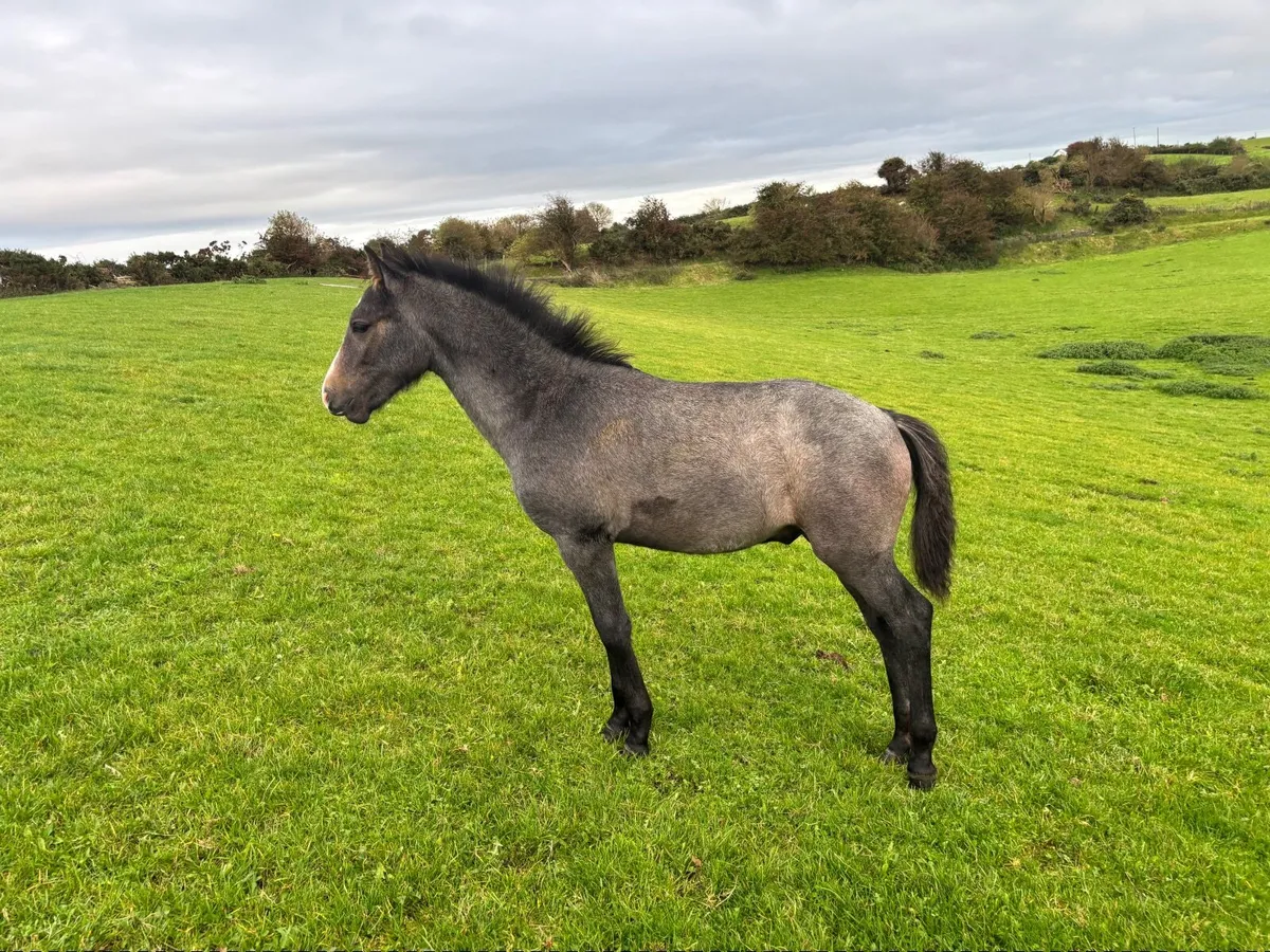 Connemara Colt Foal - Image 4