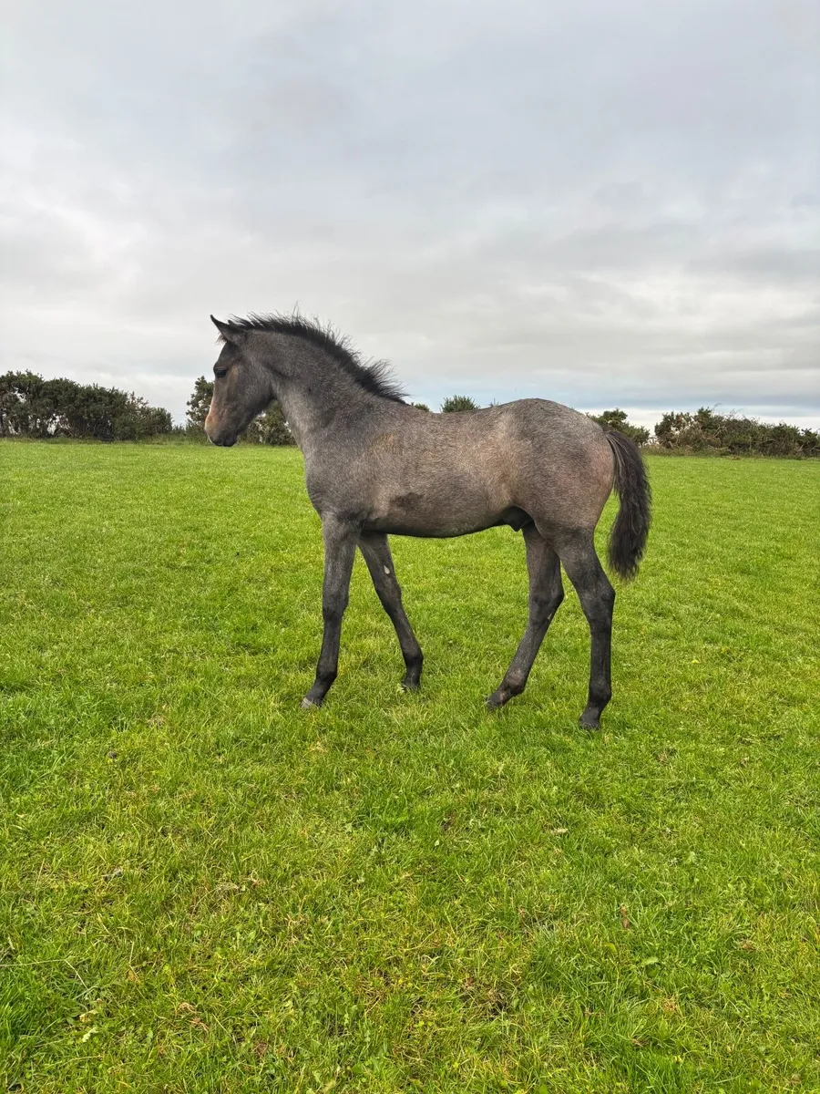 Connemara Colt Foal - Image 1