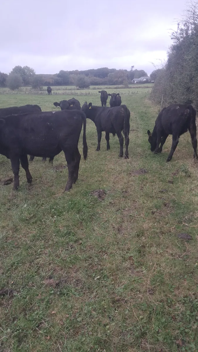 Angus bulls - Image 4