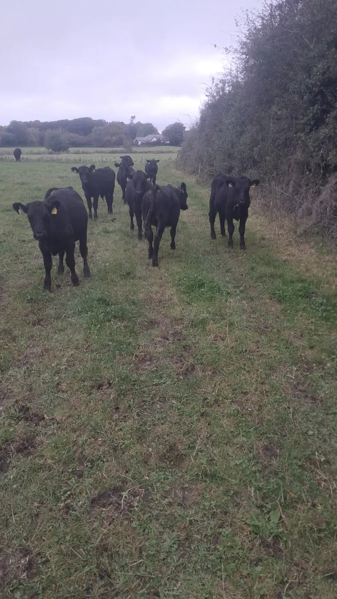 Angus bulls - Image 2