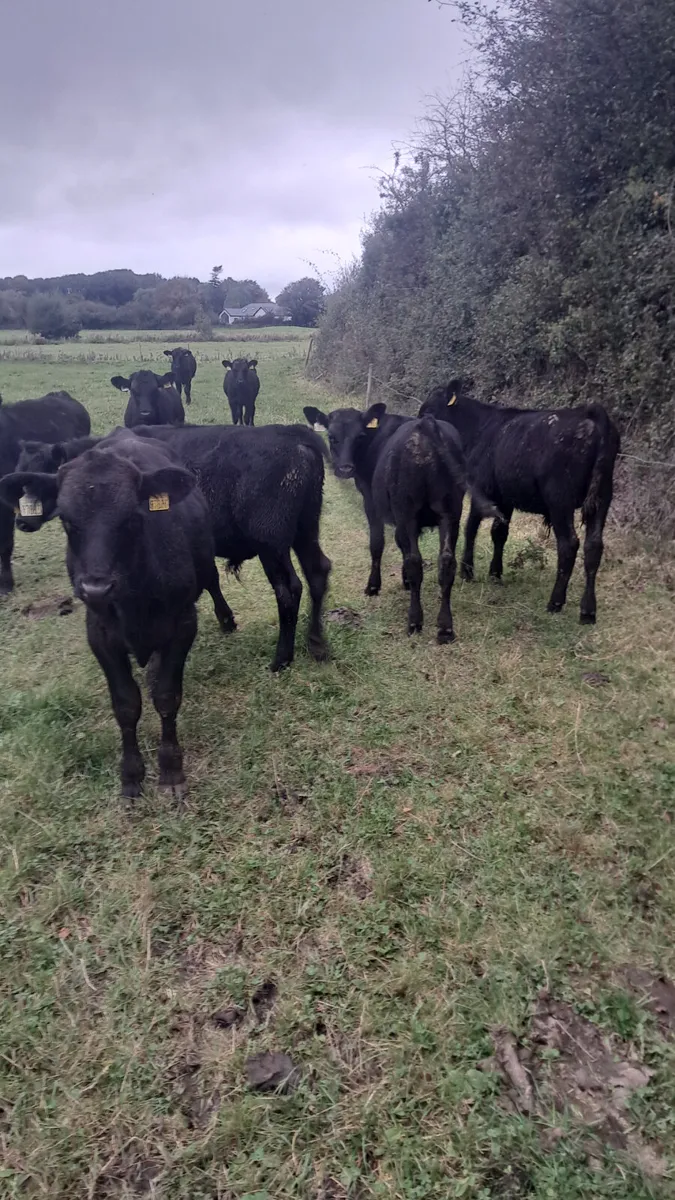 Angus bulls - Image 1