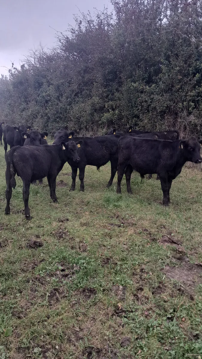 Angus bulls - Image 3