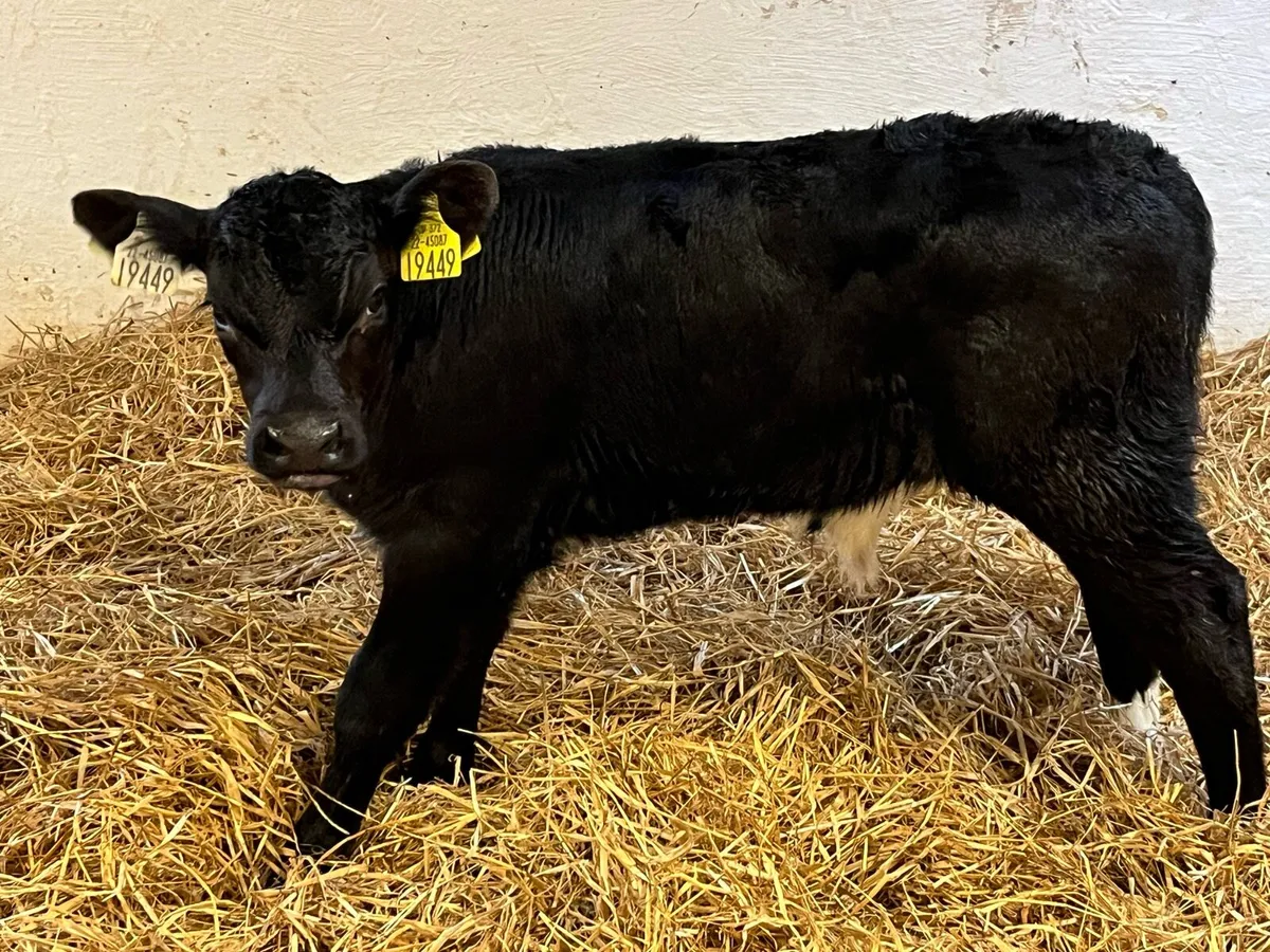 Calves (Angus & Blue) - Image 1
