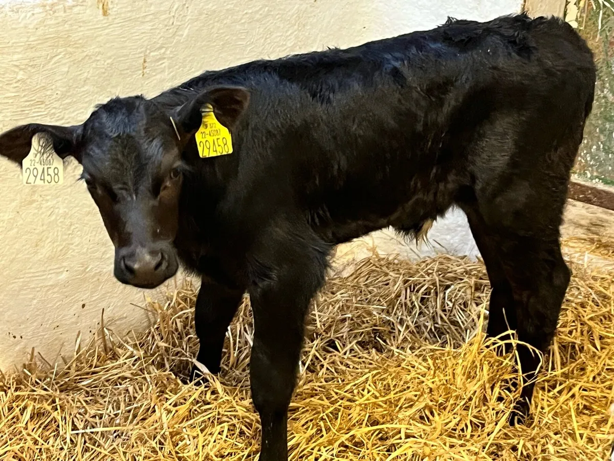 Calves (Angus & Blue) - Image 2