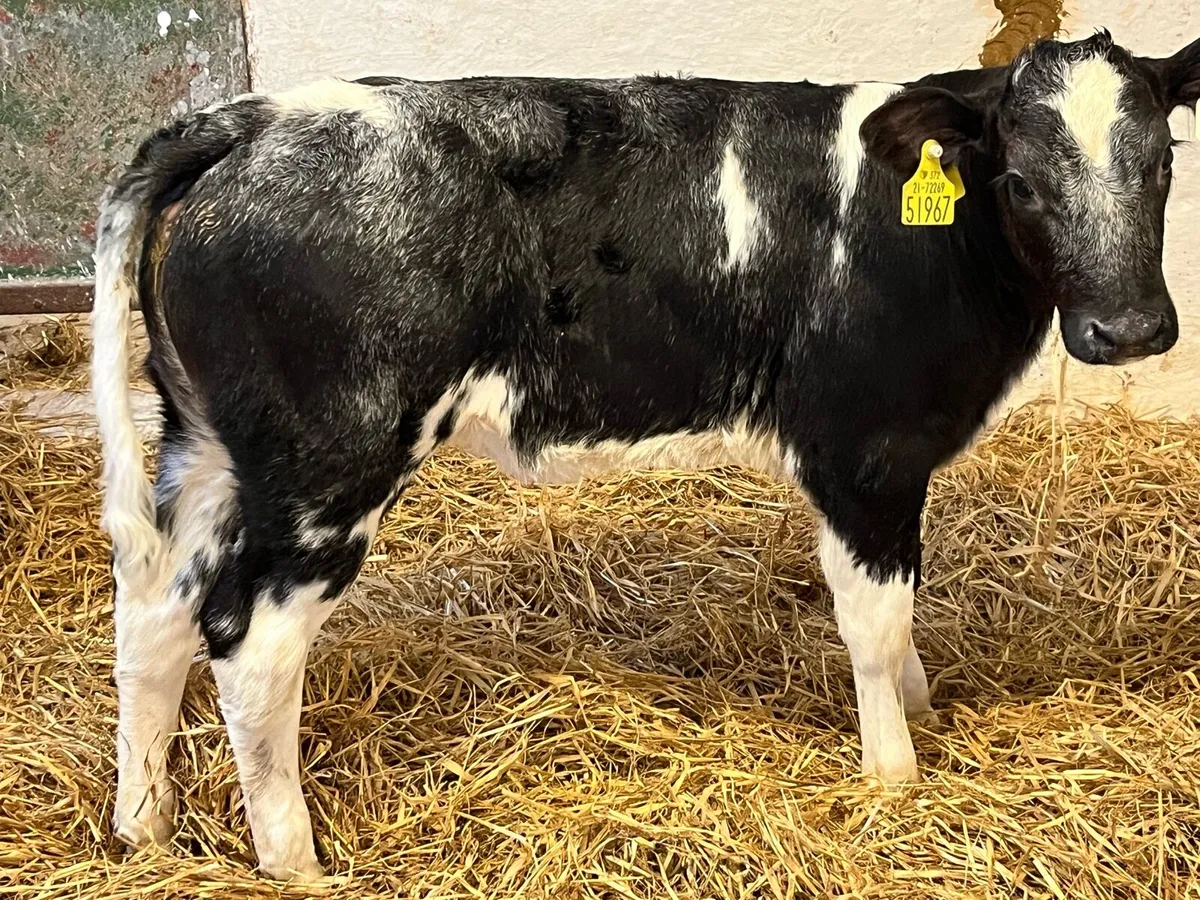 Calves (Angus & Blue) - Image 3