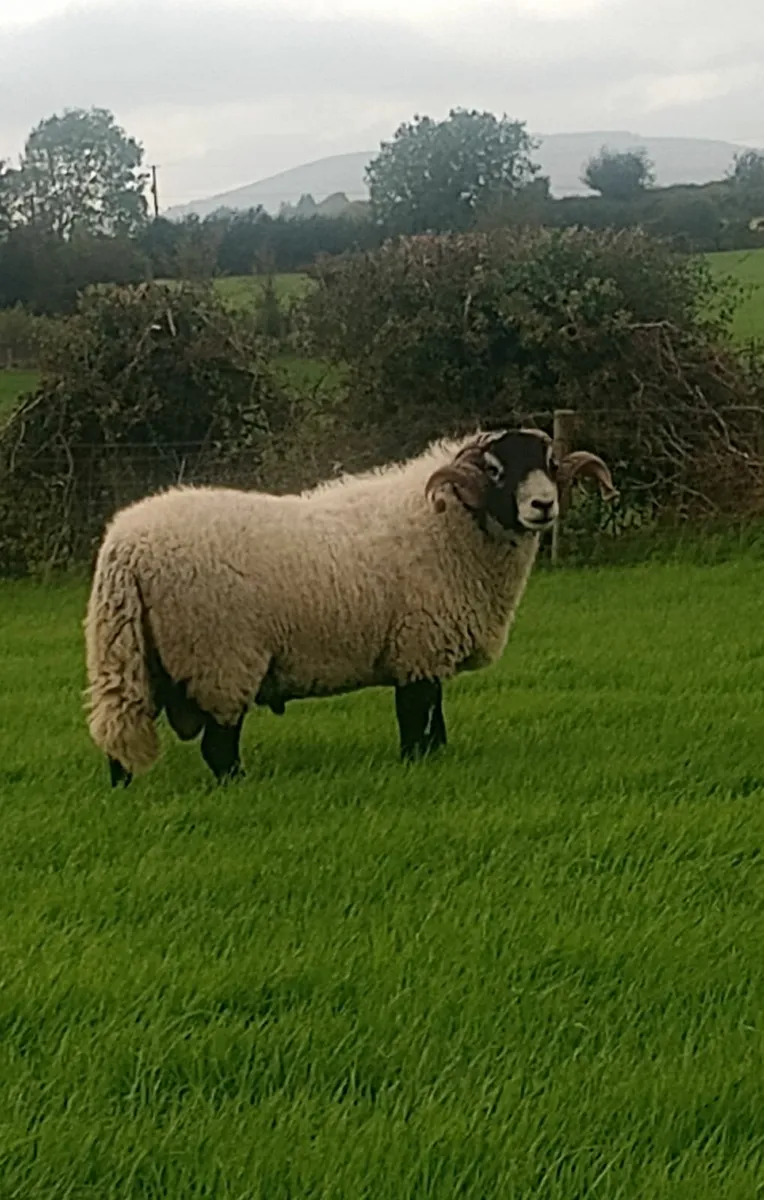 SIS swale rams for Cahir - Image 1