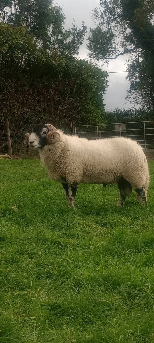 SIS swale rams for Cahir - Image 2