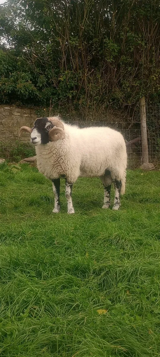 SIS swale rams for Cahir - Image 3