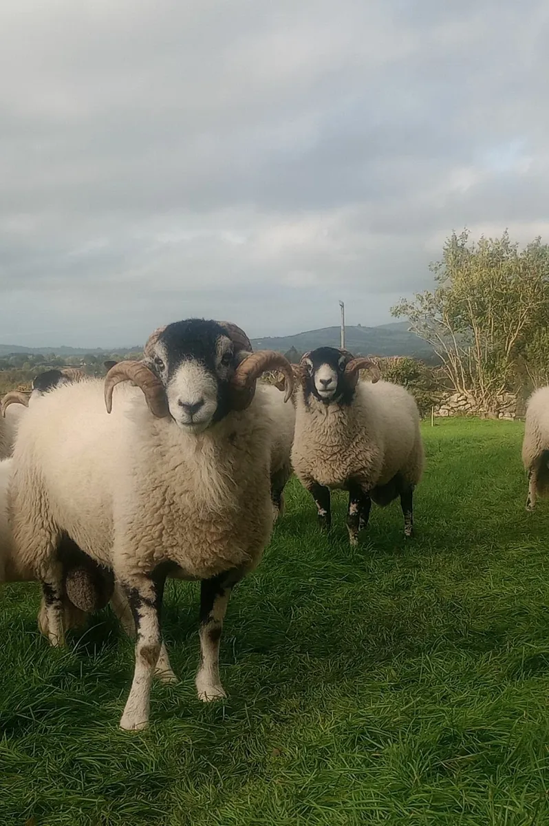 SIS swale rams for Cahir - Image 4