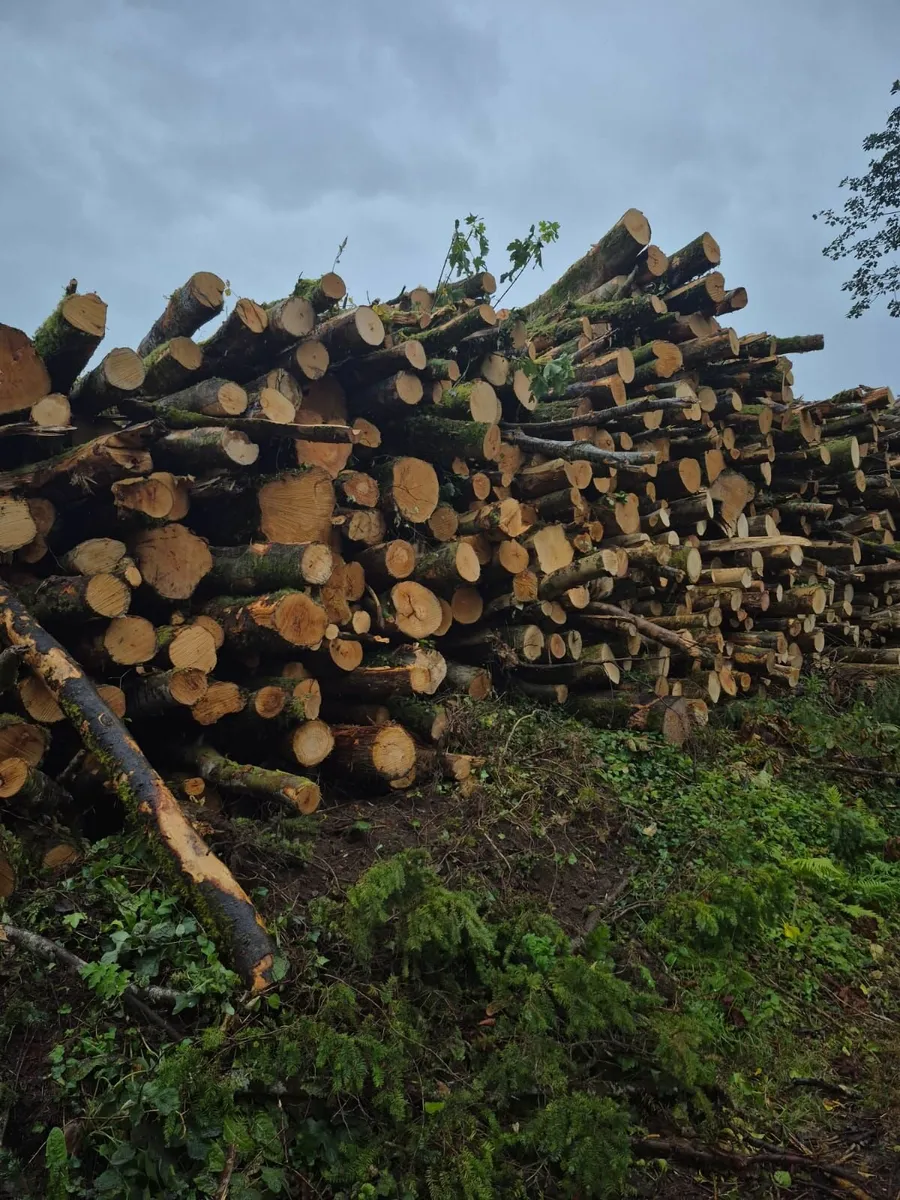 Artic Loads of Beech Logs for Sale - Image 1