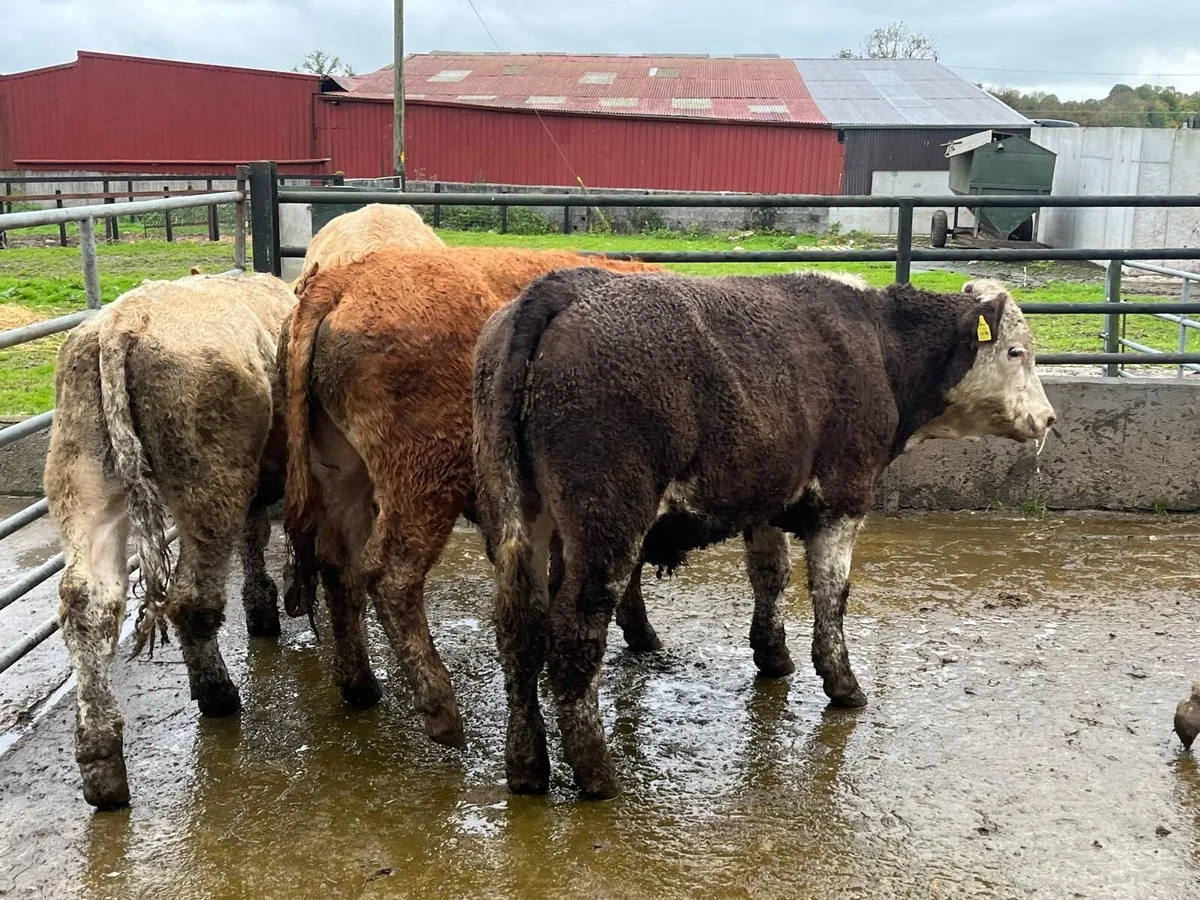 5 super  380 kg continental store bullocks - Image 1