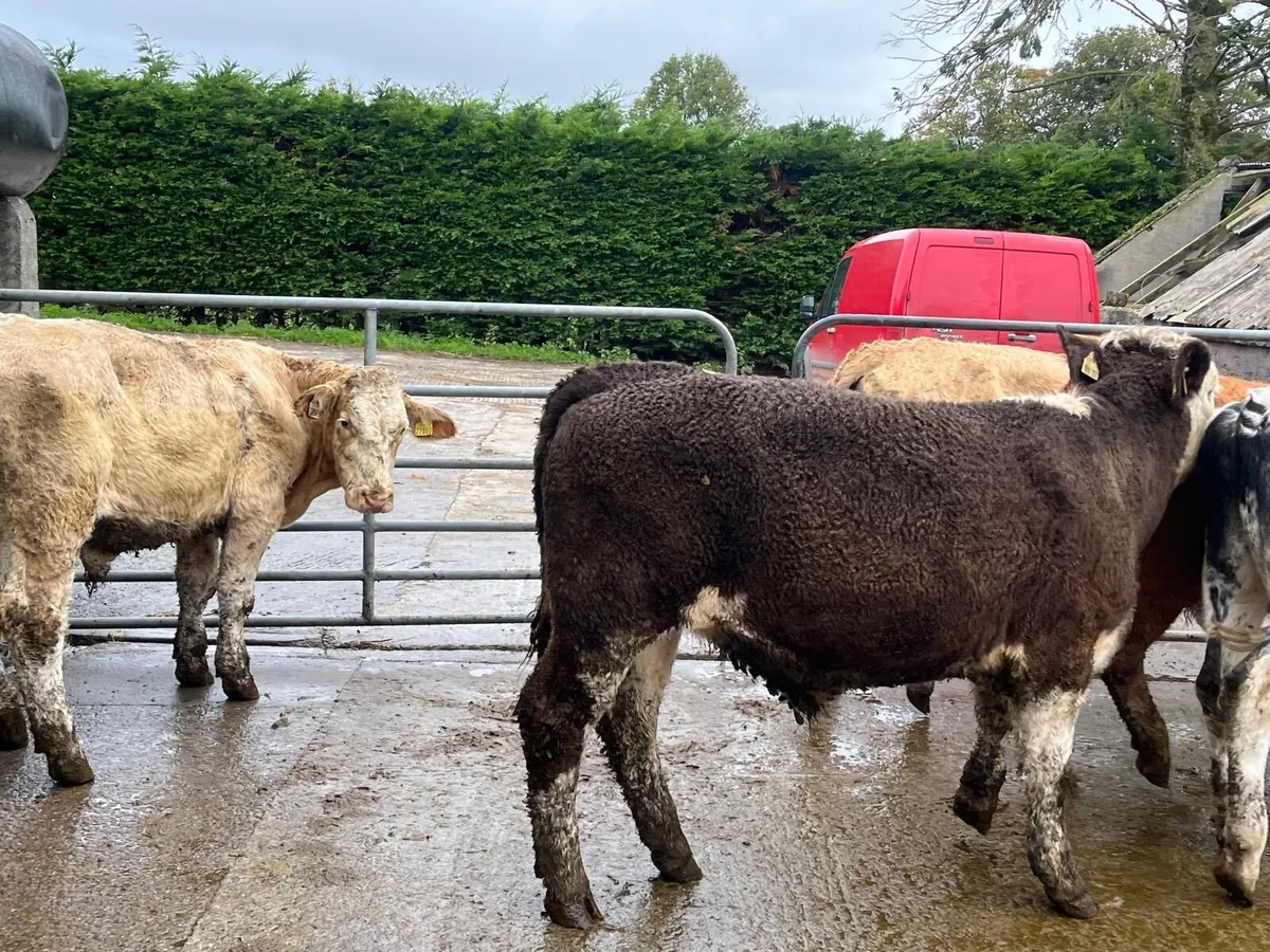 5 super  380 kg continental store bullocks - Image 2