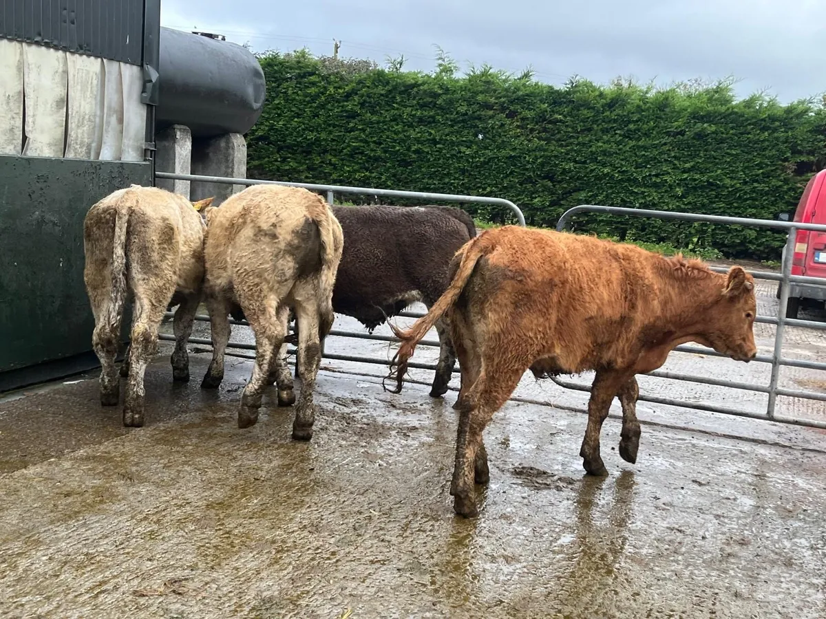 5 super  380 kg continental store bullocks - Image 3
